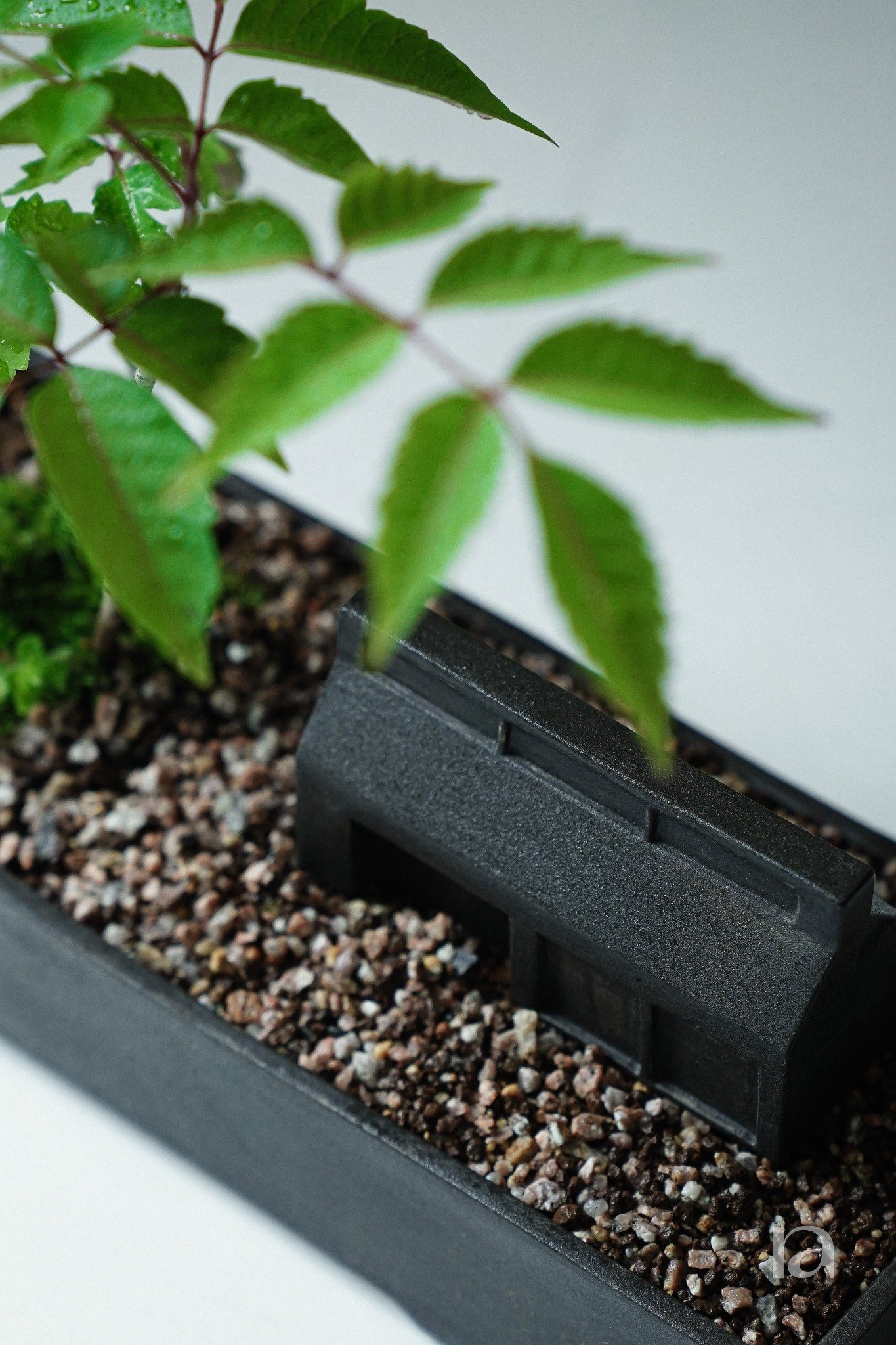 LG 코티지 플랜트 오브제 식물 오브제 2