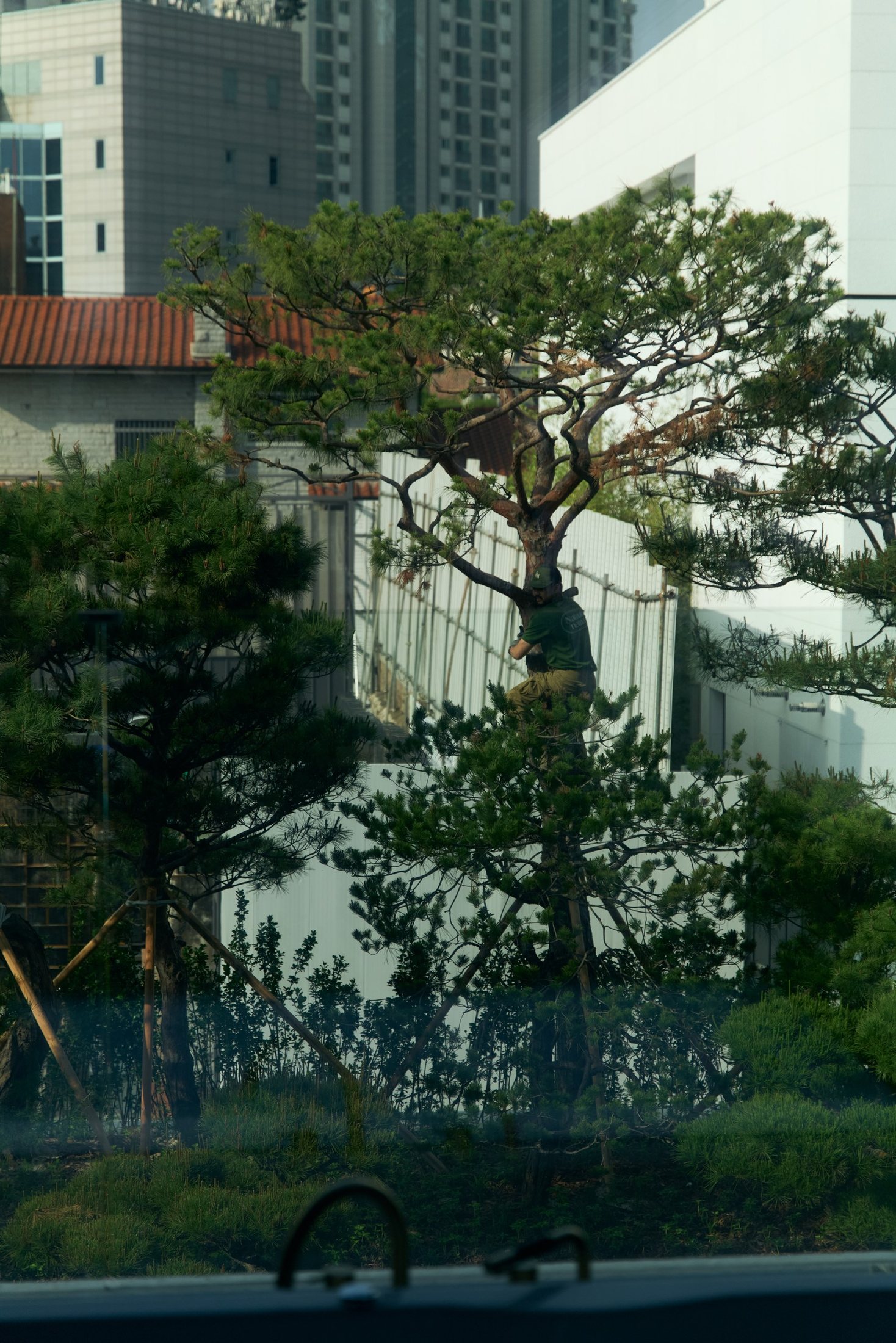 삼성동 단독주택 주택 정원 16