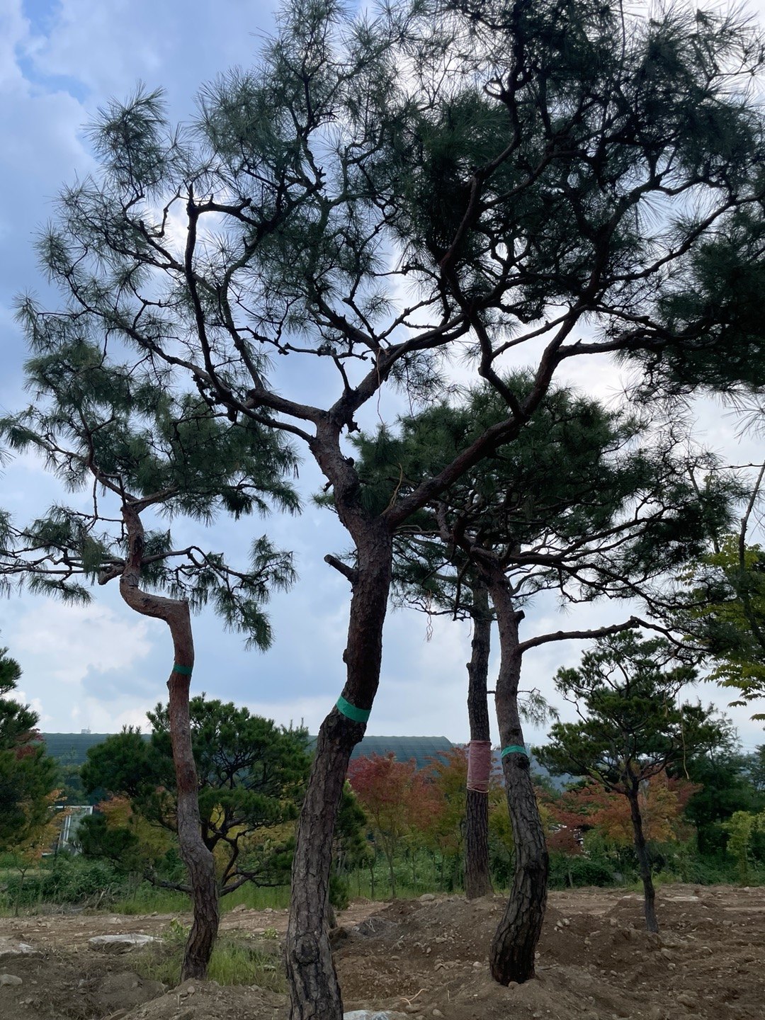 삼성동 단독주택 주택 정원