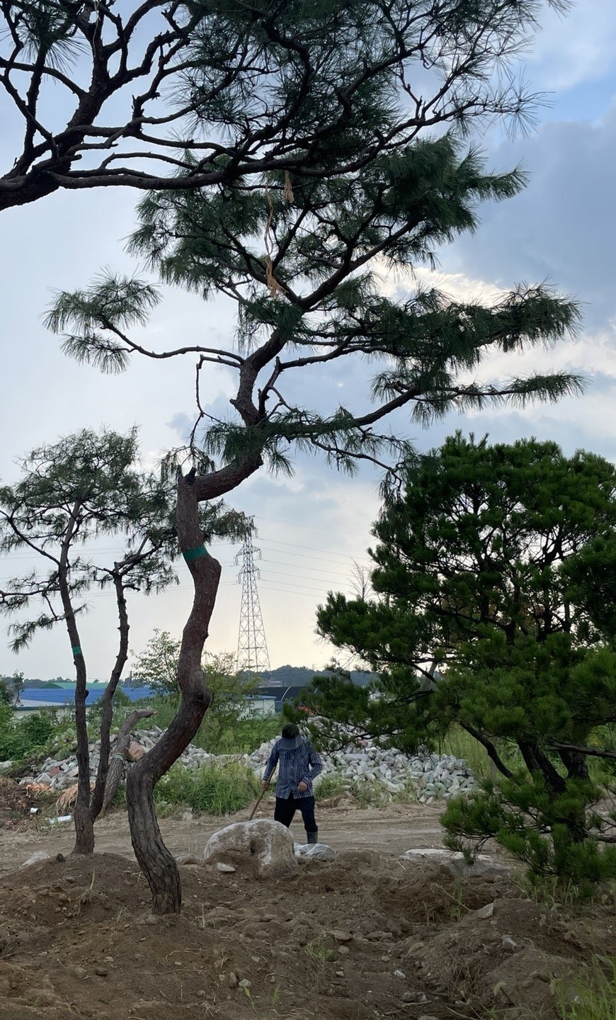 삼성동 단독주택 주택 정원 2