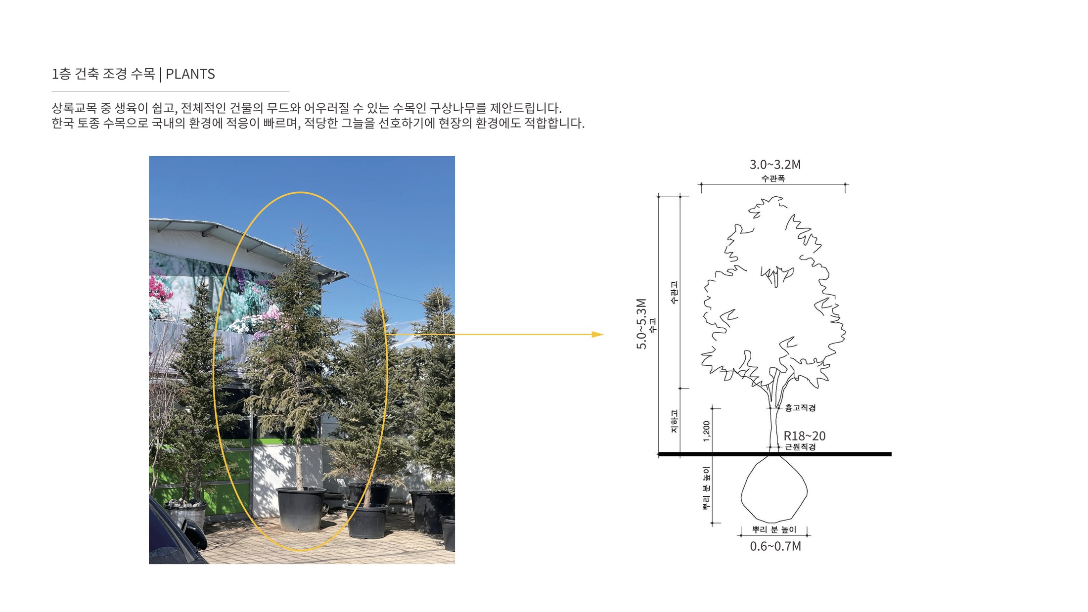 구상나무 수목 제안